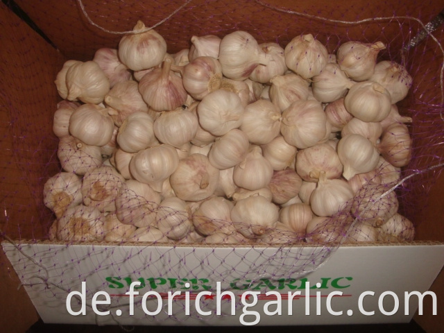 4 5cm Normal White Garlic